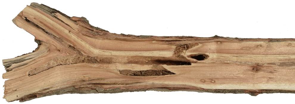 Pc CZ Salix caprea.JPG